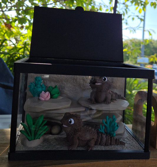 Double bearded dragon - with enclosure