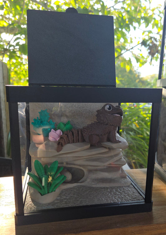 Single bearded dragon - with enclosure