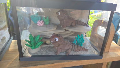 Double bearded dragon - with enclosure