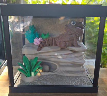 Single bearded dragon - with enclosure