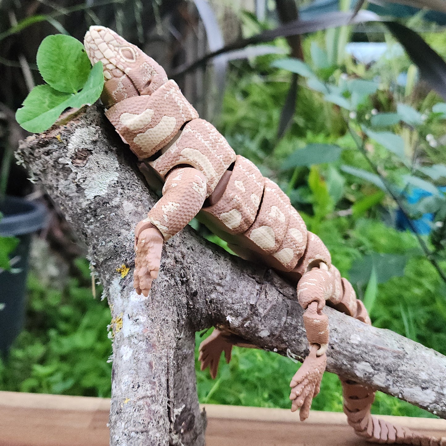 Tegus lizard
