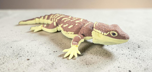 Bearded dragon