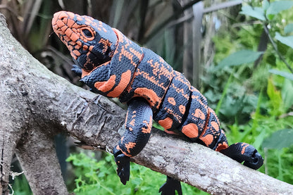 Tegus lizard